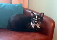 SAMMY - Photo 1