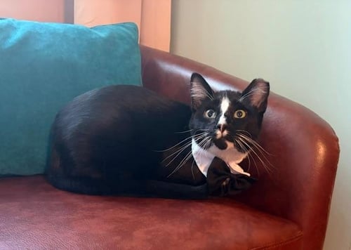 SAMMY - Domestic Short Hair available for adoption