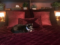 SAMMY - Photo 4