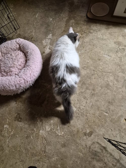 SINBAD - Domestic Long Hair available for adoption