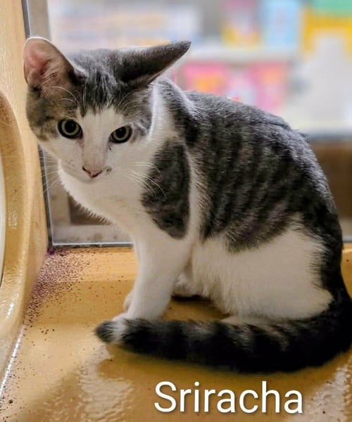 SRIRACH - Domestic Medium Hair available for adoption