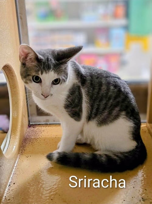 SRIRACH - Domestic Medium Hair available for adoption