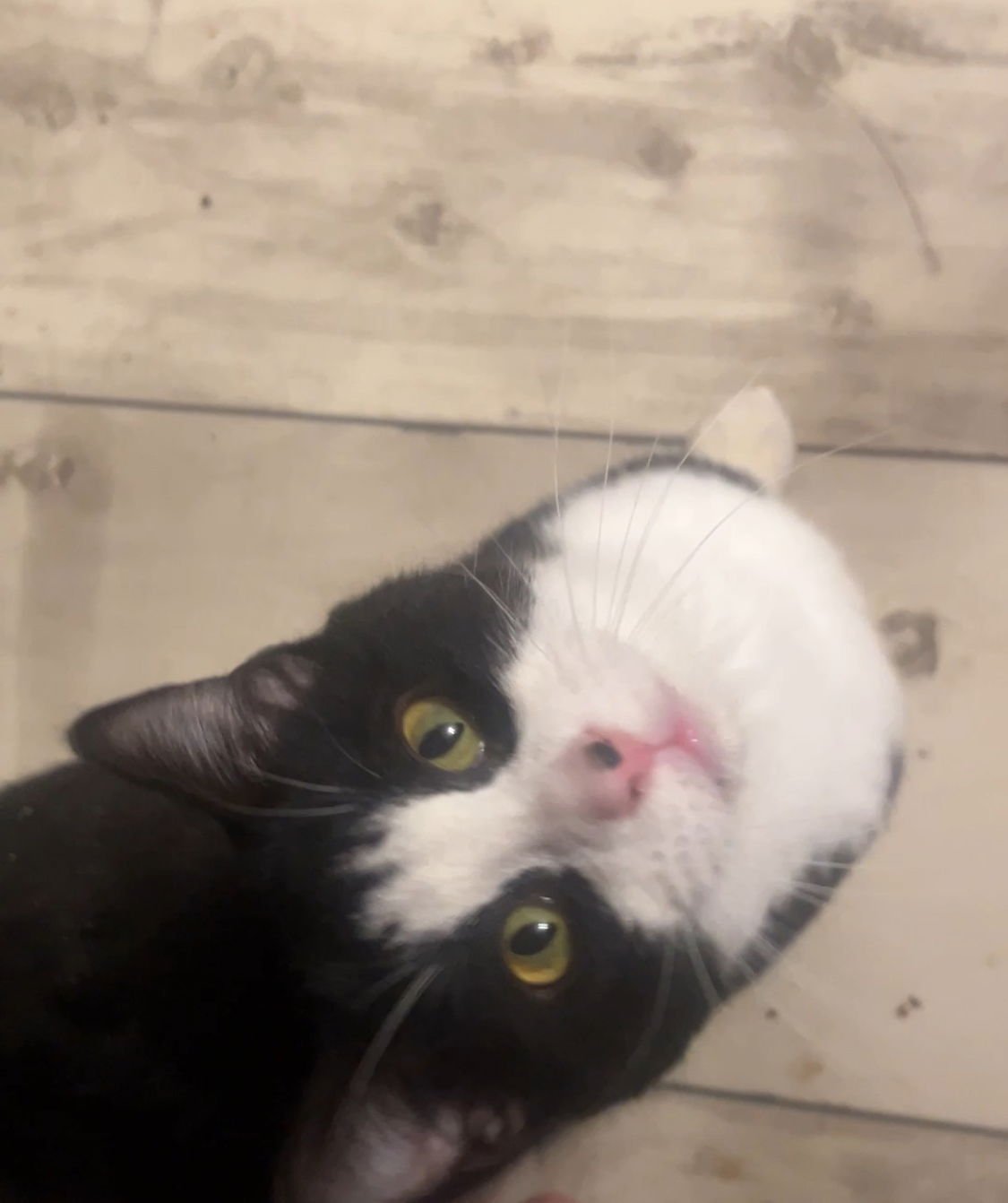 JASPER - Domestic Short Hair available for adoption