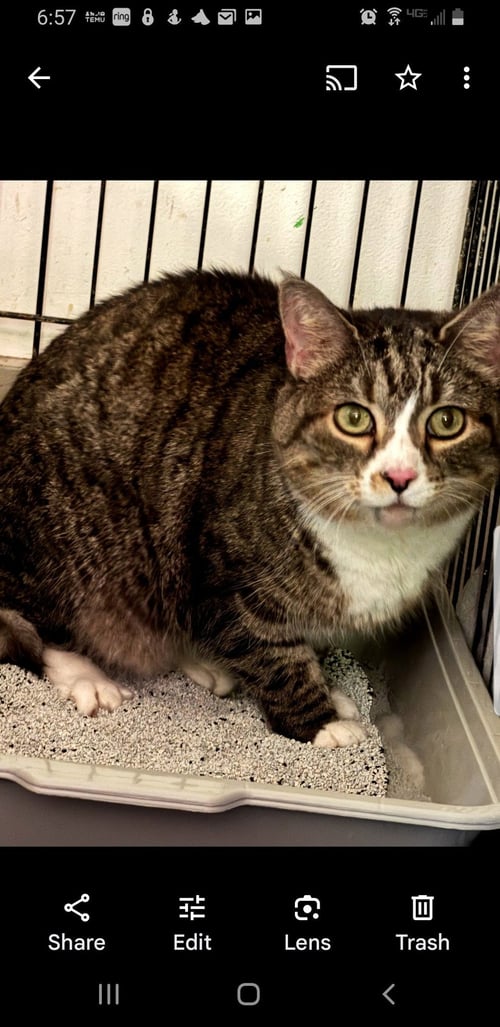 SWEETIE - Domestic Short Hair available for adoption
