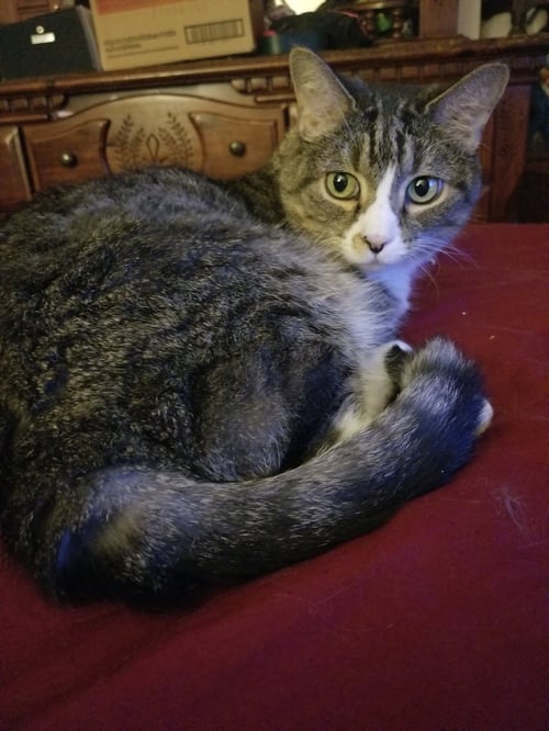 SWEETIE - Domestic Short Hair available for adoption
