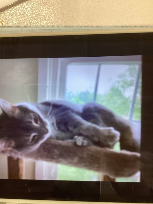 REILLY - Domestic Short Hair available for adoption