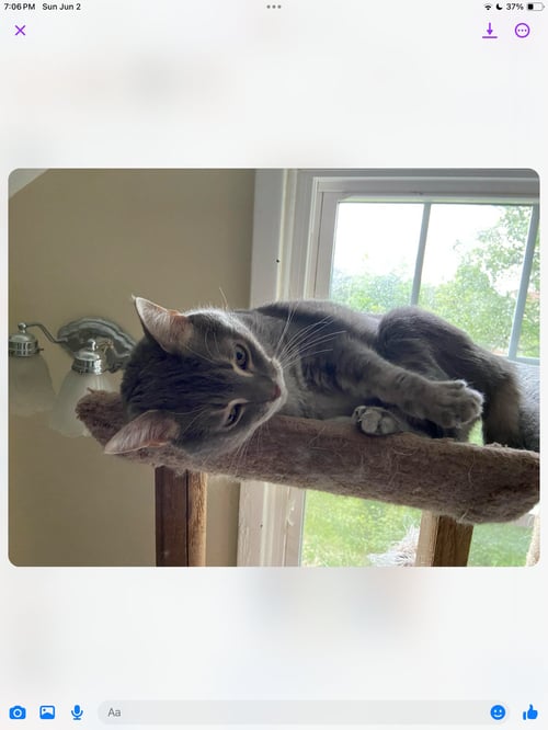 REILLY - Domestic Short Hair available for adoption