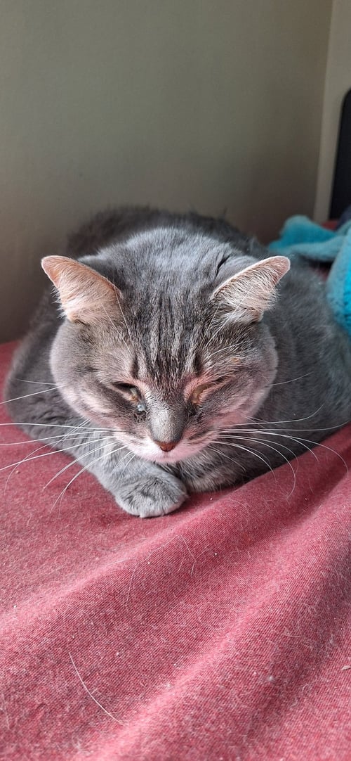 LUNA - Domestic Short Hair available for adoption