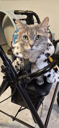 Luna - Photo 3