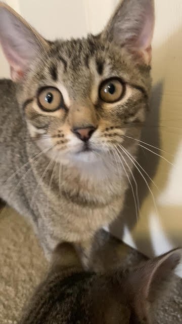 LUNA - Domestic Short Hair available for adoption