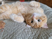 Baxter - Photo 1