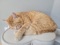 Baxter - Photo 2