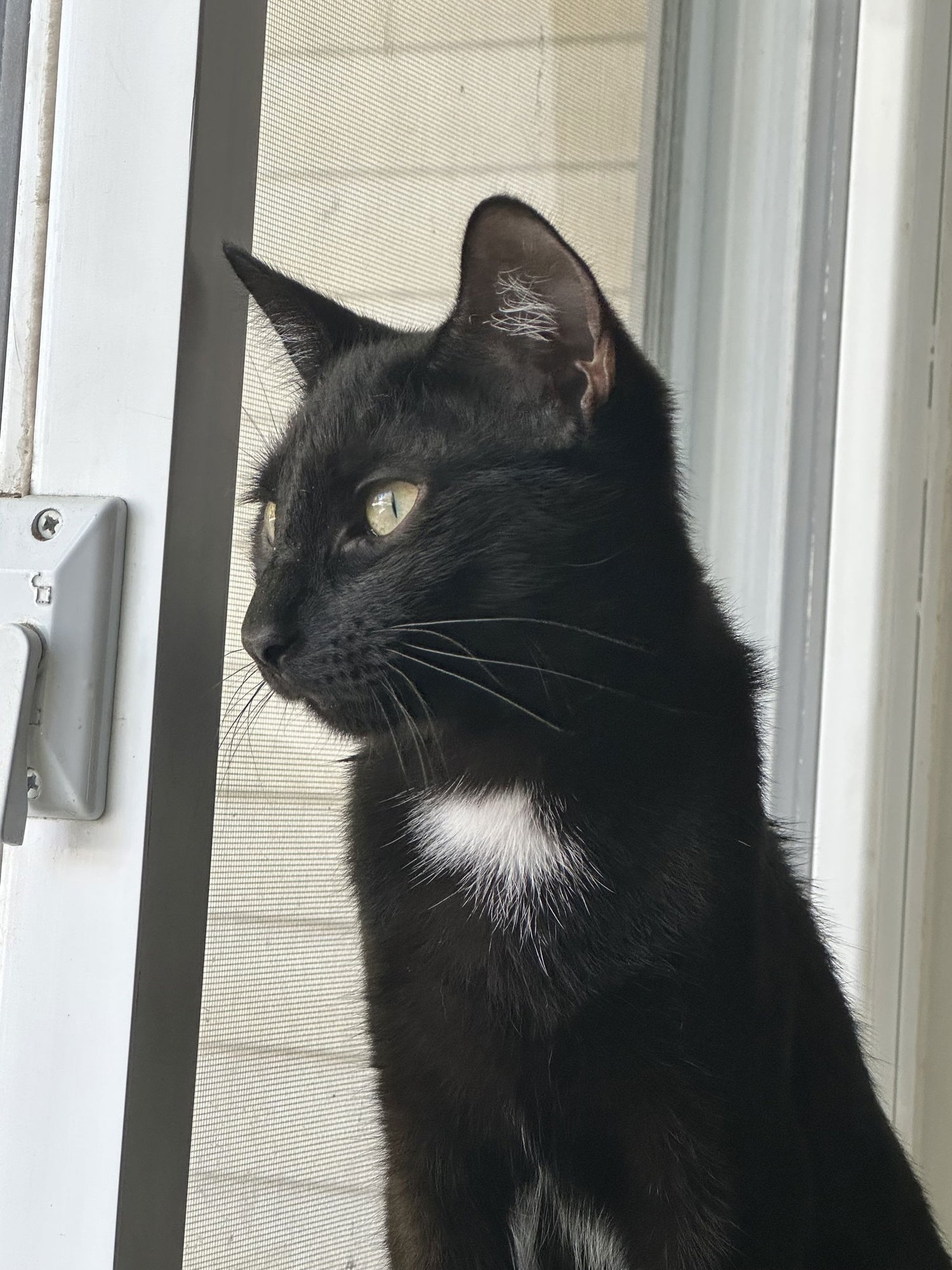 WILLOW - Domestic Short Hair for adoption in Cleveland