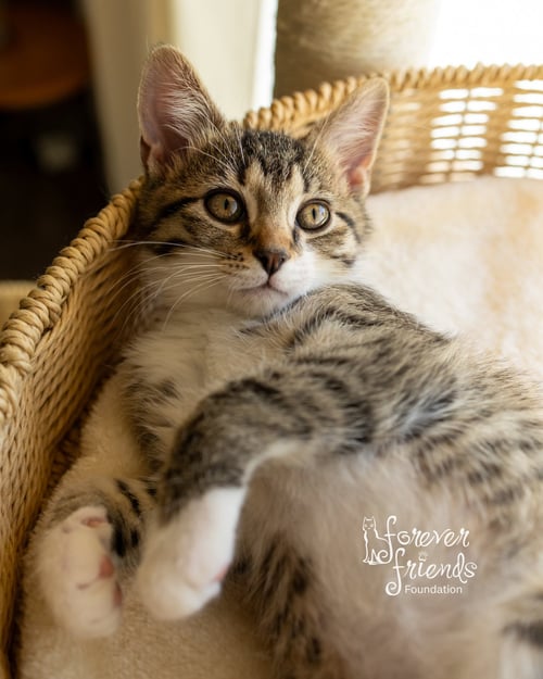 CAMEO - Domestic Short Hair available for adoption