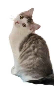 PAISLEY - Domestic Long Hair available for adoption
