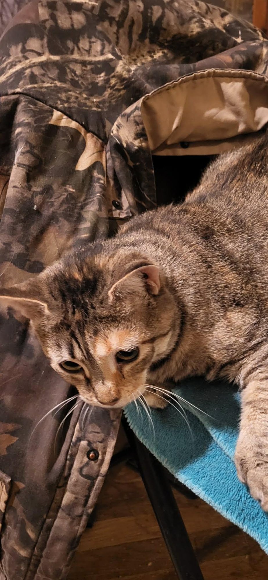 TRIXIE (POLY) - Domestic Short Hair available for adoption