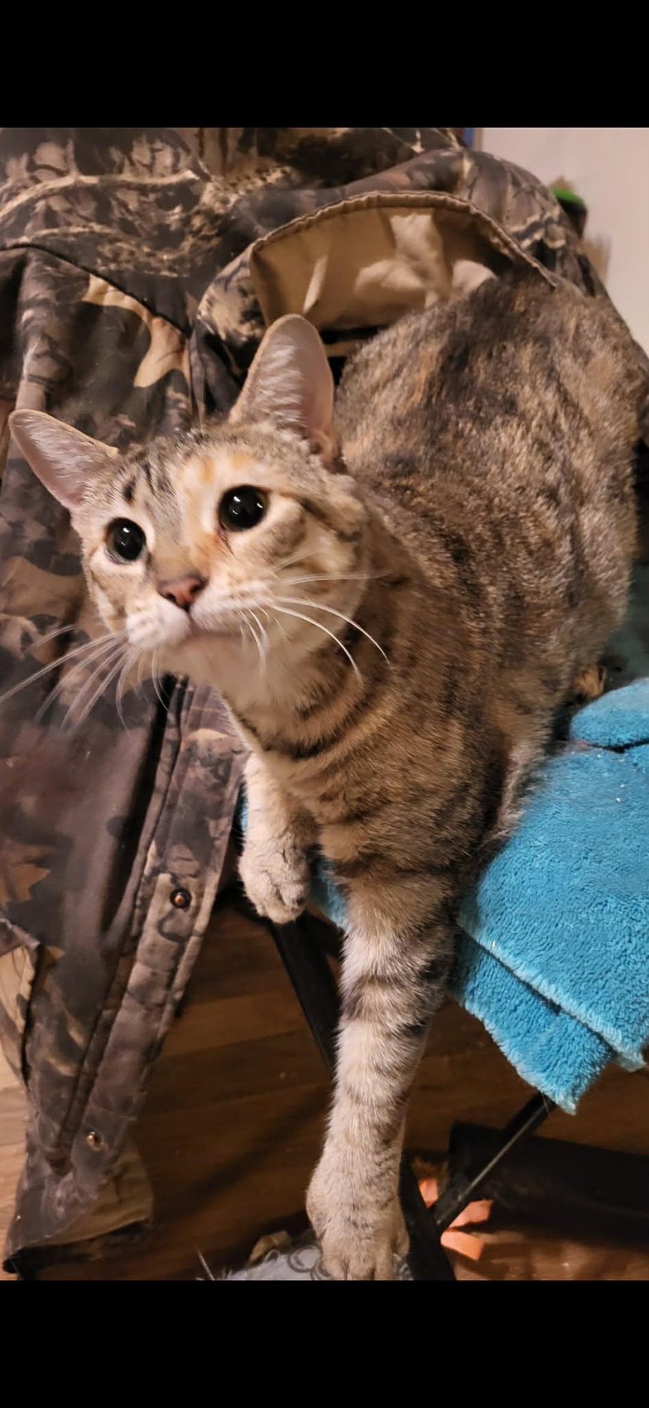 TRIXIE (POLY) - Domestic Short Hair available for adoption