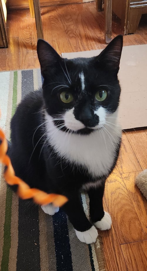 RUGGLES
