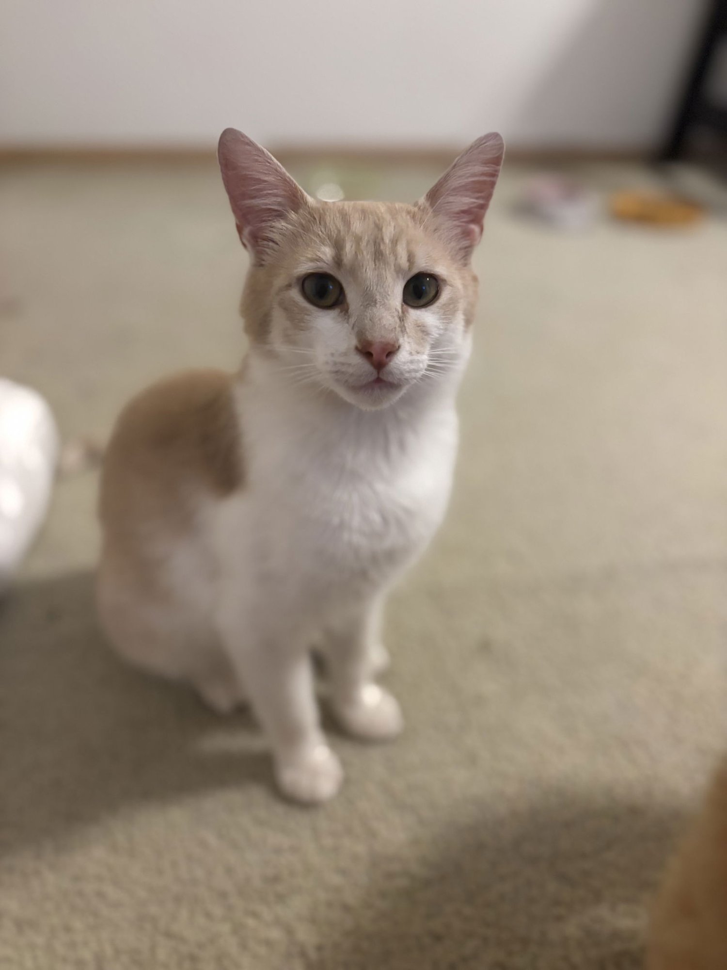 CHEESECAKE - Domestic Short Hair available for adoption