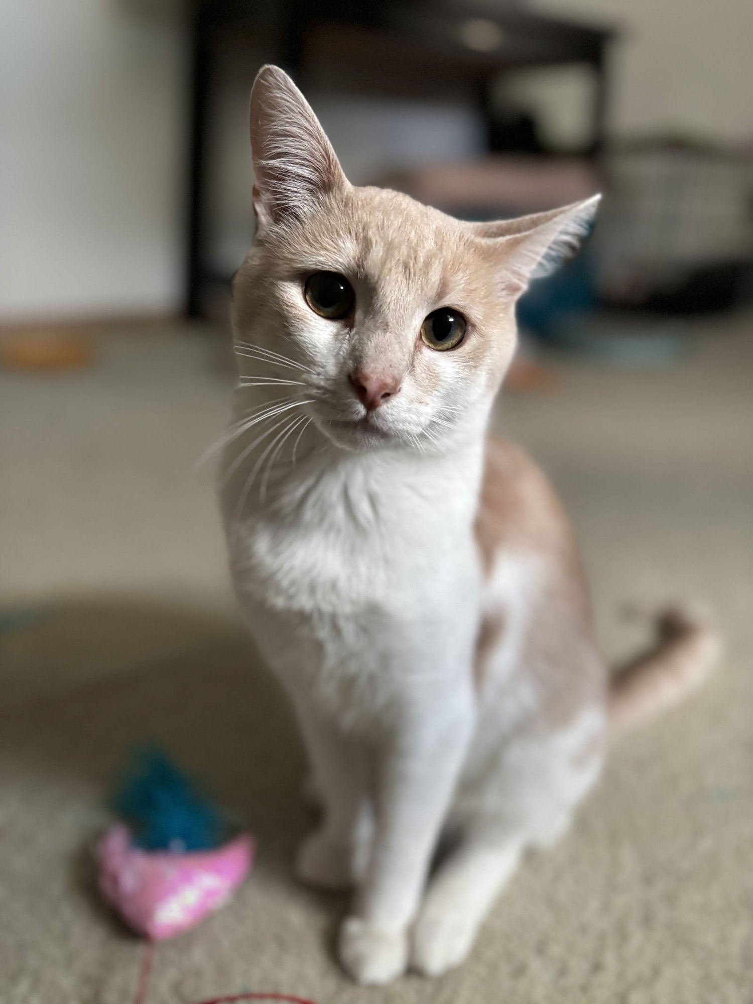 CHEESECAKE - Domestic Short Hair available for adoption