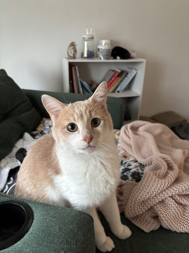 CHEESECAKE - Photo 3