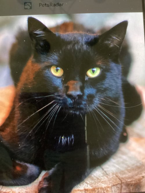 MICROWAVE - Domestic Short Hair available for adoption