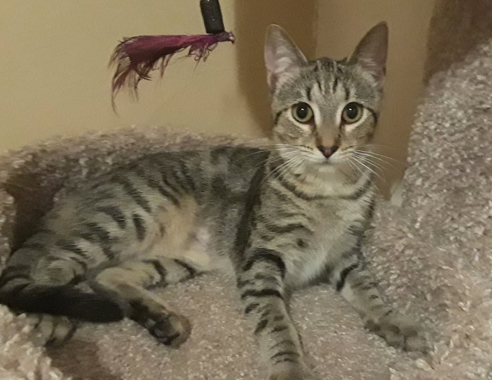 SYLVIA Image
