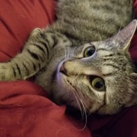 SYLVIA - Photo 3
