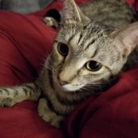 SYLVIA - Photo 2