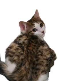 PIPPIN - Domestic Long Hair available for adoption