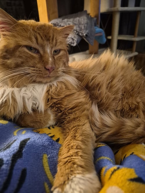 SOCKS - Domestic Long Hair available for adoption