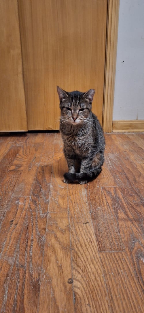 AMBER - Domestic Short Hair available for adoption
