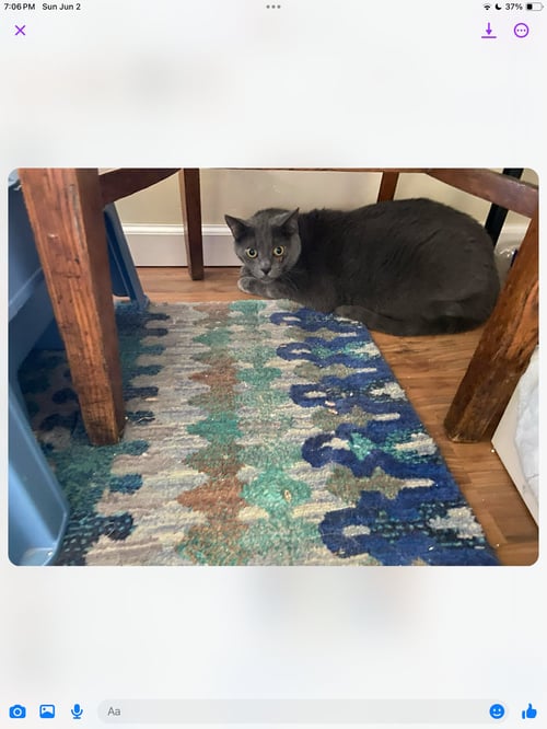 BENNIE - Domestic Short Hair available for adoption