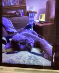 BENNIE - Photo 4