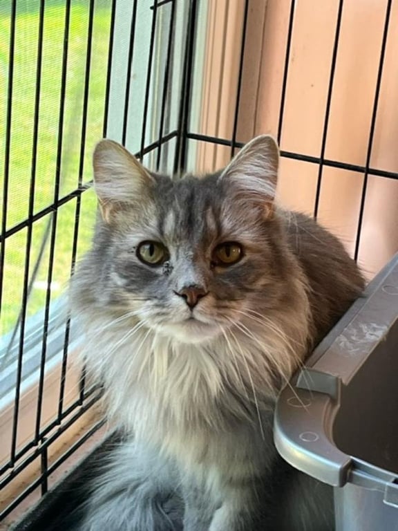 BITSY (Bonded with Itsy) Image