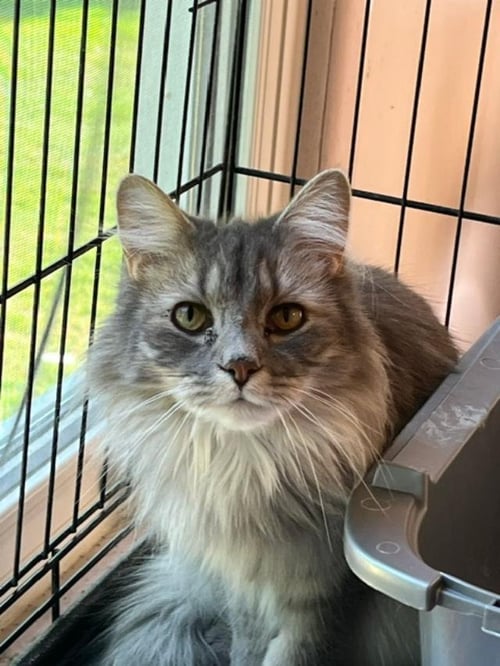 BITSY (BONDED WITH ITSY) - Domestic Medium Hair / Maine Coon for adoption in Cleveland