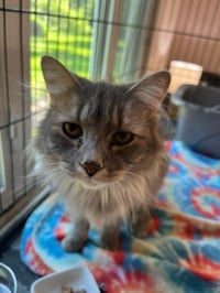 BITSY (Bonded with Itsy) - Photo 2