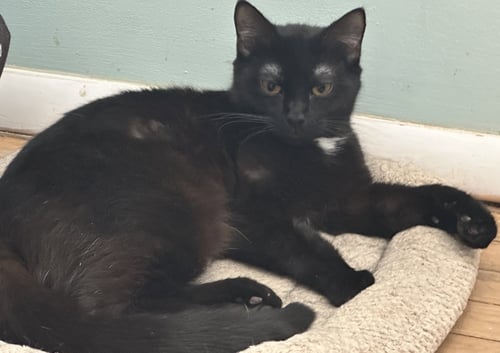 JASMINE - Domestic Short Hair available for adoption