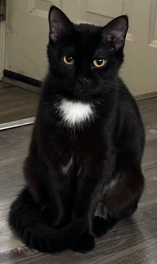 JASMINE - Domestic Short Hair available for adoption