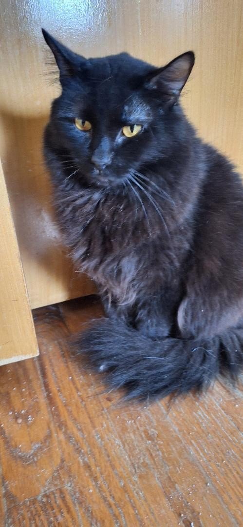 SNICKERS - Domestic Medium Hair available for adoption