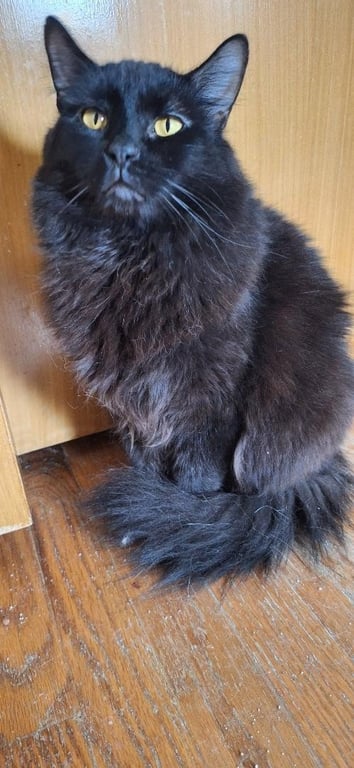 SNICKERS Image