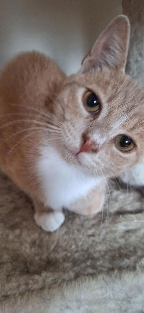 SAMMY - Domestic Short Hair available for adoption