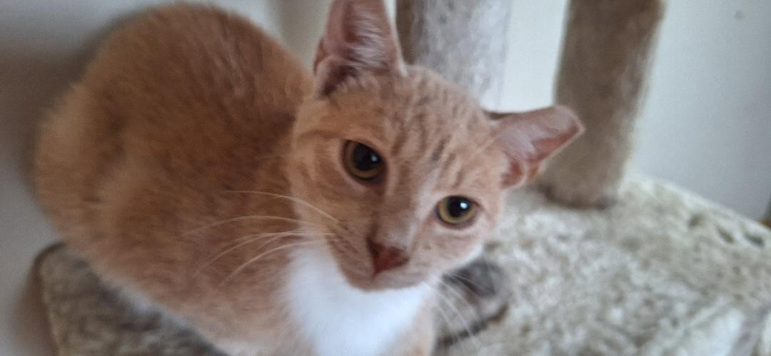 SAMMY Image