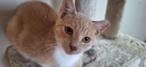SAMMY - Domestic Short Hair available for adoption