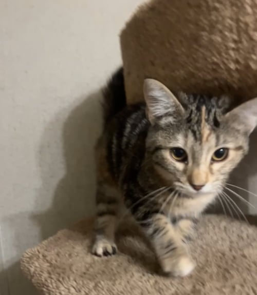 LOCKET - Domestic Short Hair available for adoption