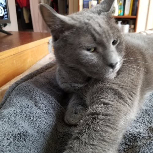 BUDDY - Domestic Short Hair available for adoption