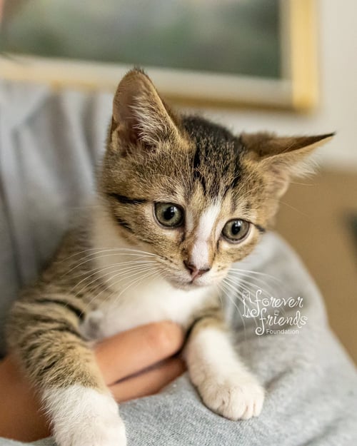 FINN