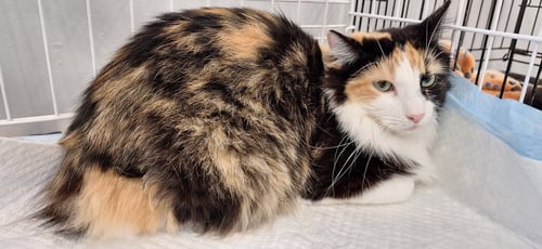 AJA - Domestic Medium Hair available for adoption