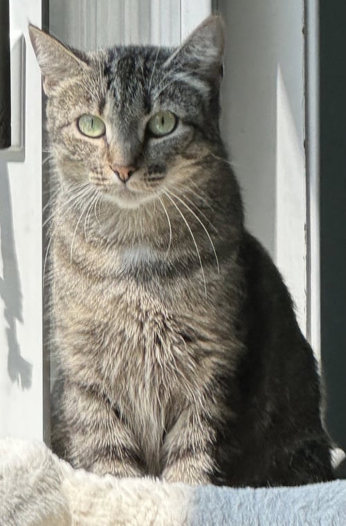MANDY - Domestic Short Hair available for adoption