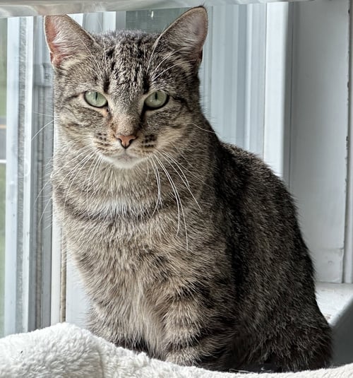MANDY - Domestic Short Hair available for adoption